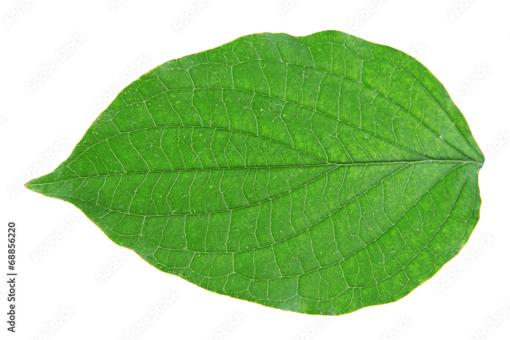 Green leaf on white background isolated Green leaf on white background isolated