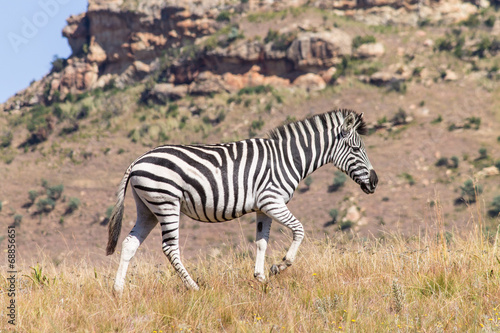 Zebra in the veld