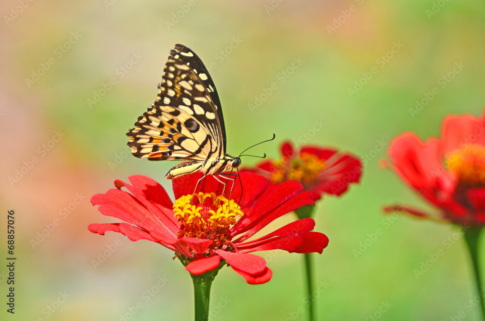 Butterfly Butterfly