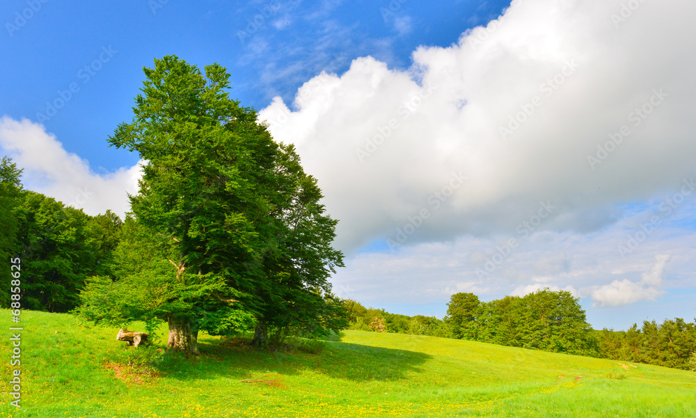 Obraz premium Summer forest