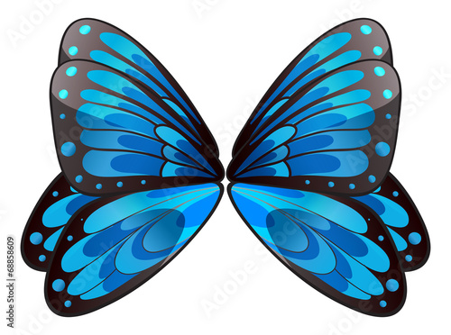 Blue butterfly