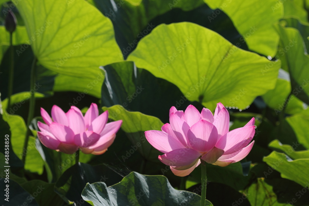 蓮の花(埼玉古代蓮) 蓮の花(埼玉古代蓮)
