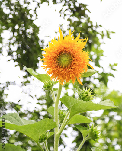 sunflower in yongning town,sichuan,china
