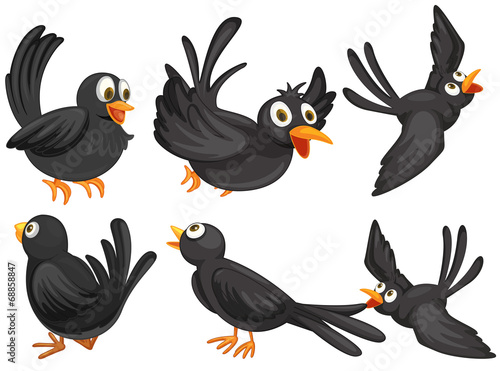Black birds