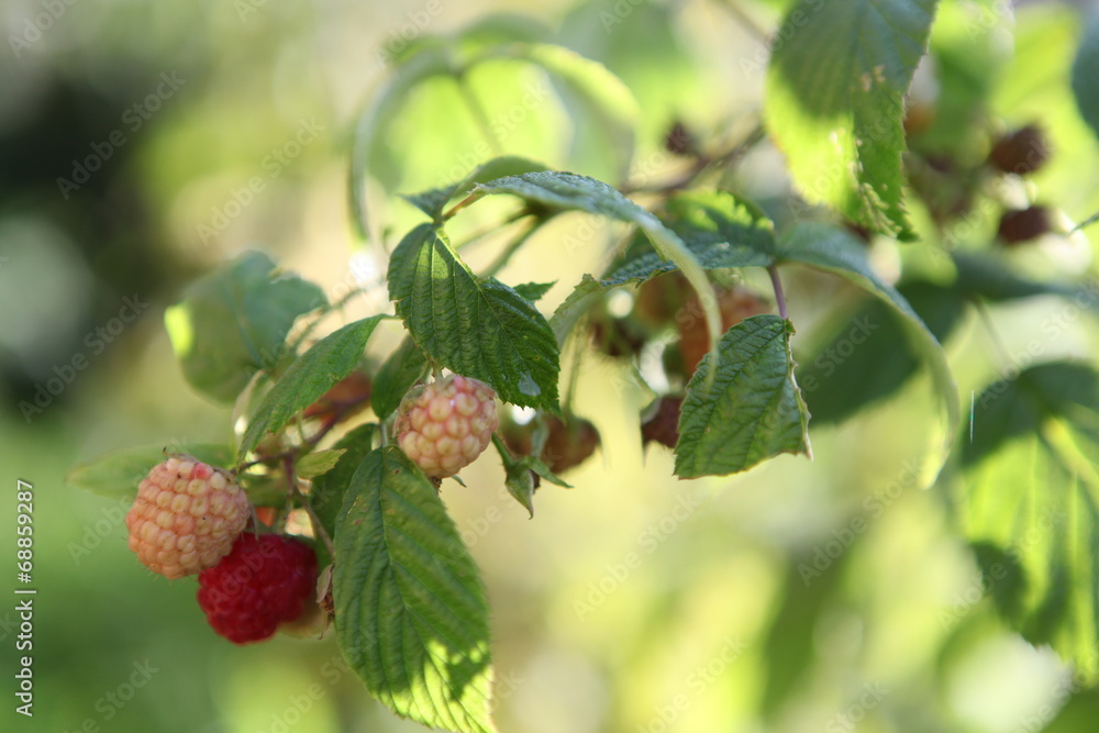 Framboises Framboises