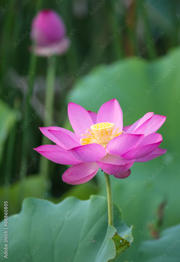 Fototapeta premium blooming lotus flower