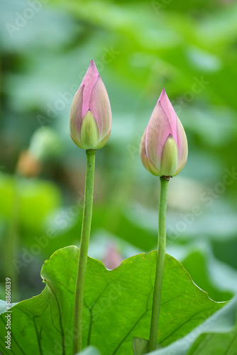 Fototapeta Naklejka Na Ścianę i Meble -  blooming lotus flower