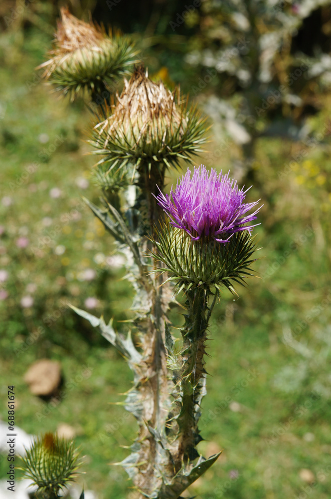 Violet wild flower at Srinagar,Kashmir, India Violet wild flower at Srinagar,Kashmir, India