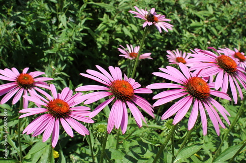 Эхинацея пурпурная ( Echincea purpurea)