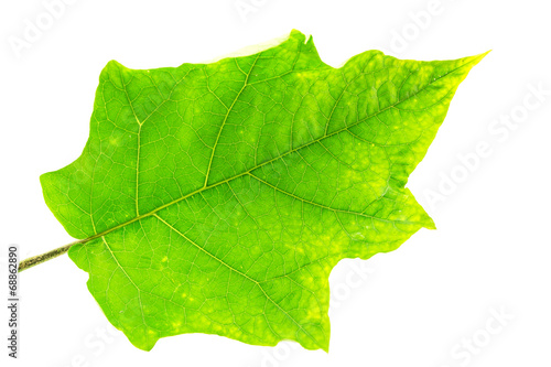 Turkey berry leaf isolate on white background photo