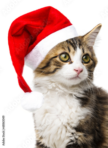 cat with santa cap