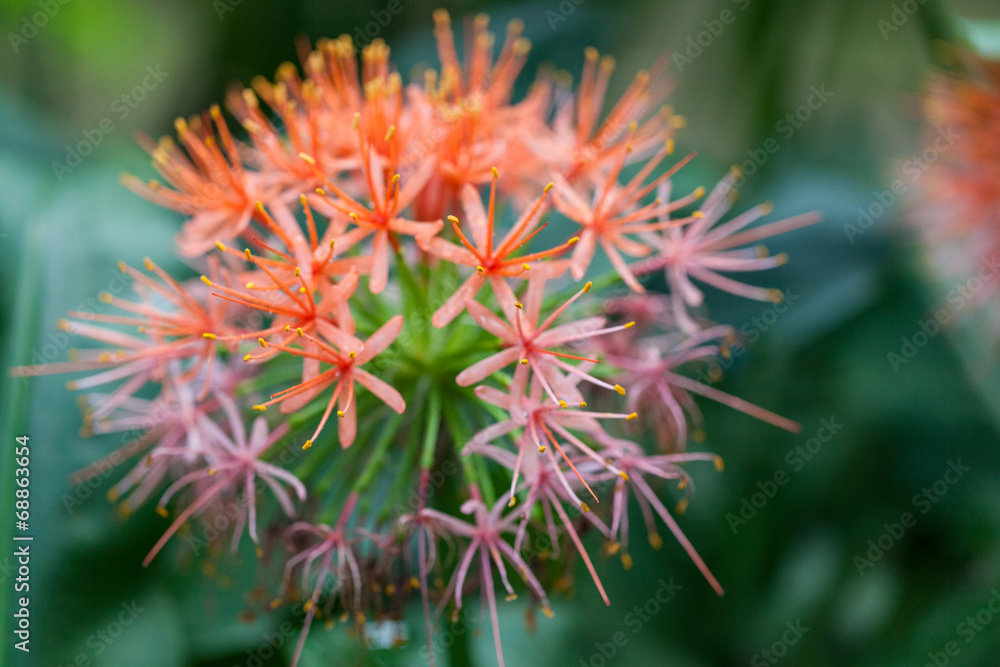 Flower in a botanical garden. St. Petersburg. Russia. Flower in a botanical garden. St. Petersburg. Russia.