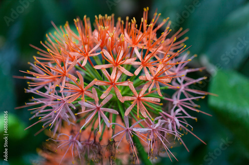 Flower in a botanical garden. St. Petersburg. Russia.