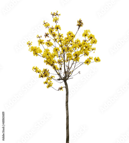 Tabebuia chrysotricha yellow flowers blossom in spring