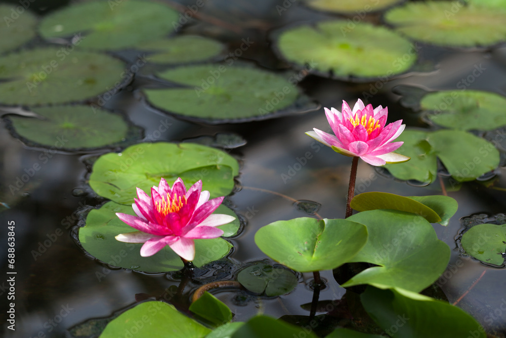 Water lilies in the botanical garden. St. Petersburg. Russia. Water lilies in the botanical garden. St. Petersburg. Russia.