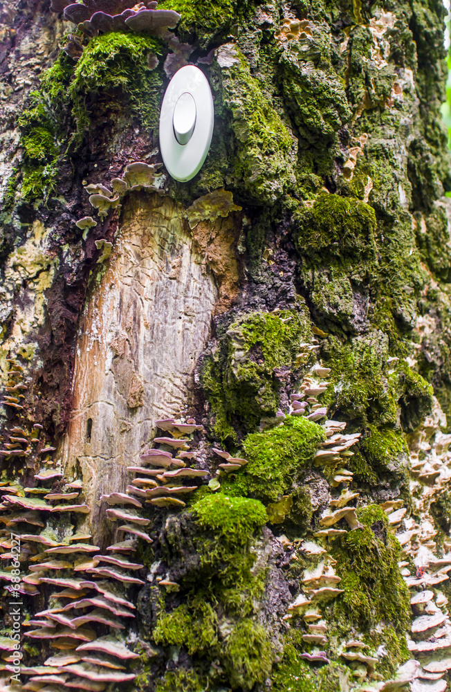 Fototapeta premium energy concept, plus into the energy of living trees