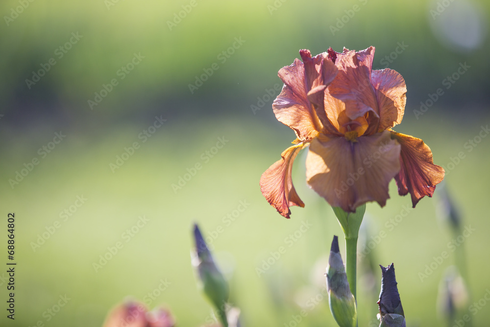 Obraz premium Orange Iris