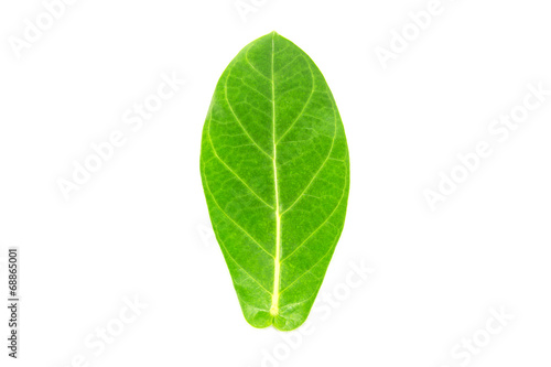 Calotropis gigantea leaf on white background