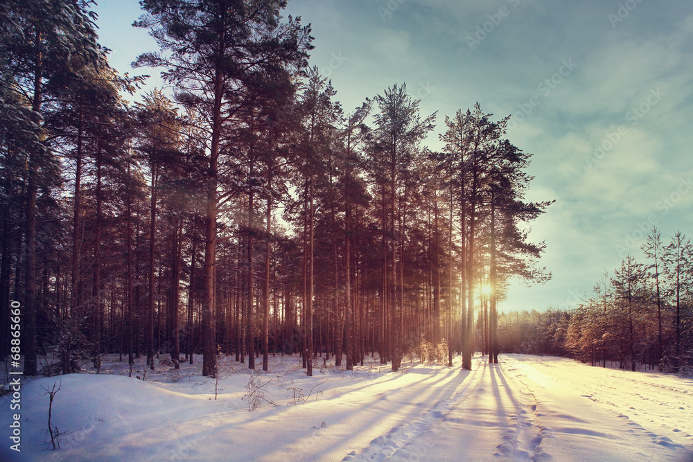 Winter forest sunset sunbeams