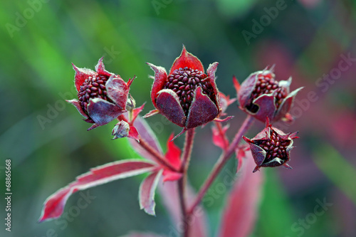 Wallpaper Mural Comarum palustre Torontodigital.ca