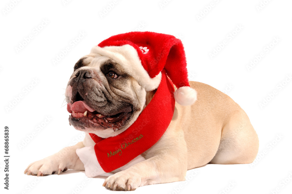 Englische Bulldogge Liegend mit Weihnachtsmütze