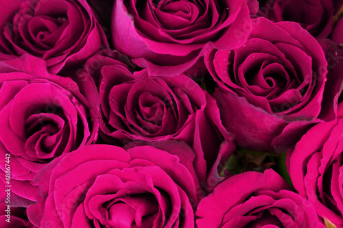 Purple pink roses bouquet as background