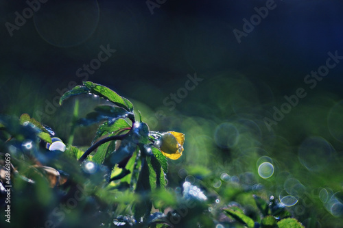 buttercup, small yellow flower macro
