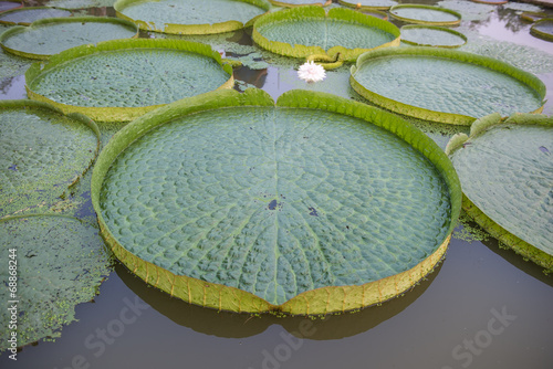 Huge floating lotus,Giant Amazon water lily,Victoria amazonia