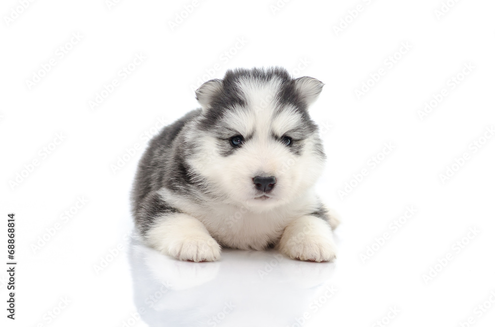 Obraz premium Cute puppy on white