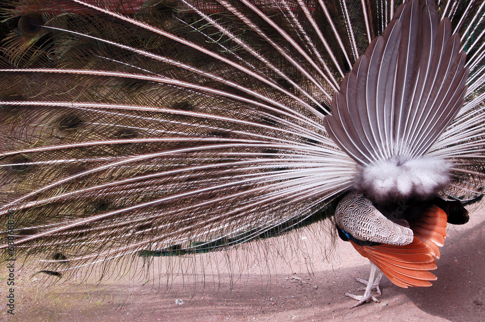 Obraz premium Pfau