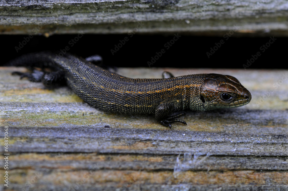 Obraz premium junge Zauneidechse (Lacertidae)