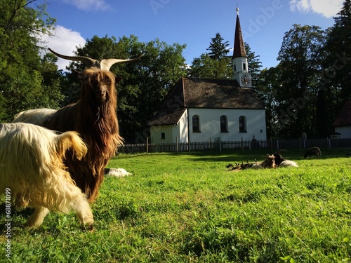 Bayerische Idylle mit Ziegenbock und Kapelle photo