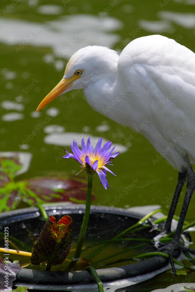 Obraz premium Egret..