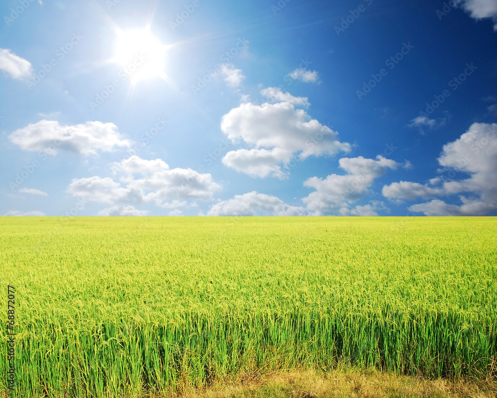 Obraz premium green grass blue sky cloud cloudy landscape background
