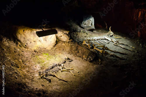 Skeletons of animals in the cave Emine Bair Khosar. Crimea.