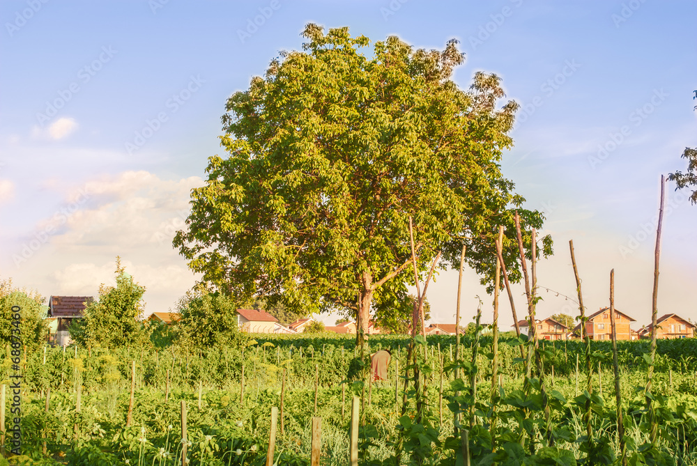 Obraz premium Organic vegetable garden