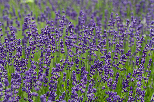 Fototapeta Naklejka Na Ścianę i Meble -  Garden with the flourishing lavender in France