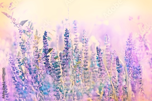 Beautiful purple meadow  flower