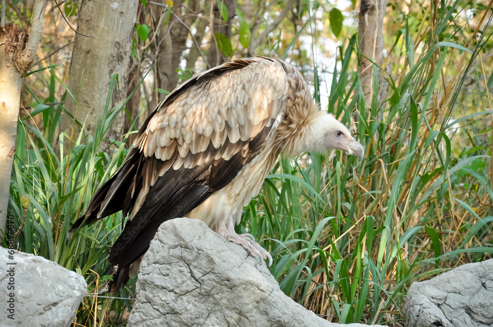 Fototapeta premium vulture