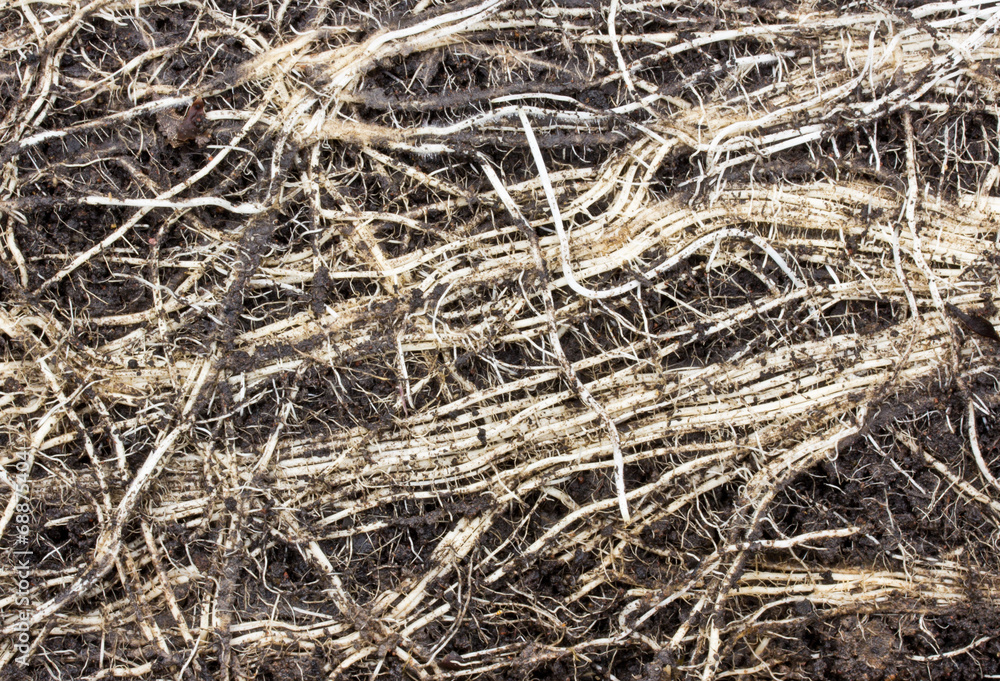 Roots of old tree without ground - organic background Roots of old tree without ground - organic background