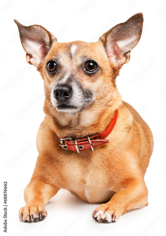 toy terrier toy terrier