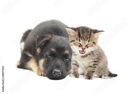 kitten and puppy