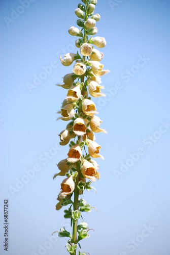 Digitalis lanata
