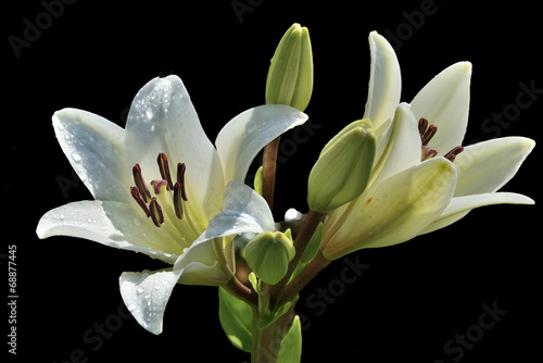 Fototapeta Naklejka Na Ścianę i Meble -  Two flowers of white lily with droplets of water in sunshine