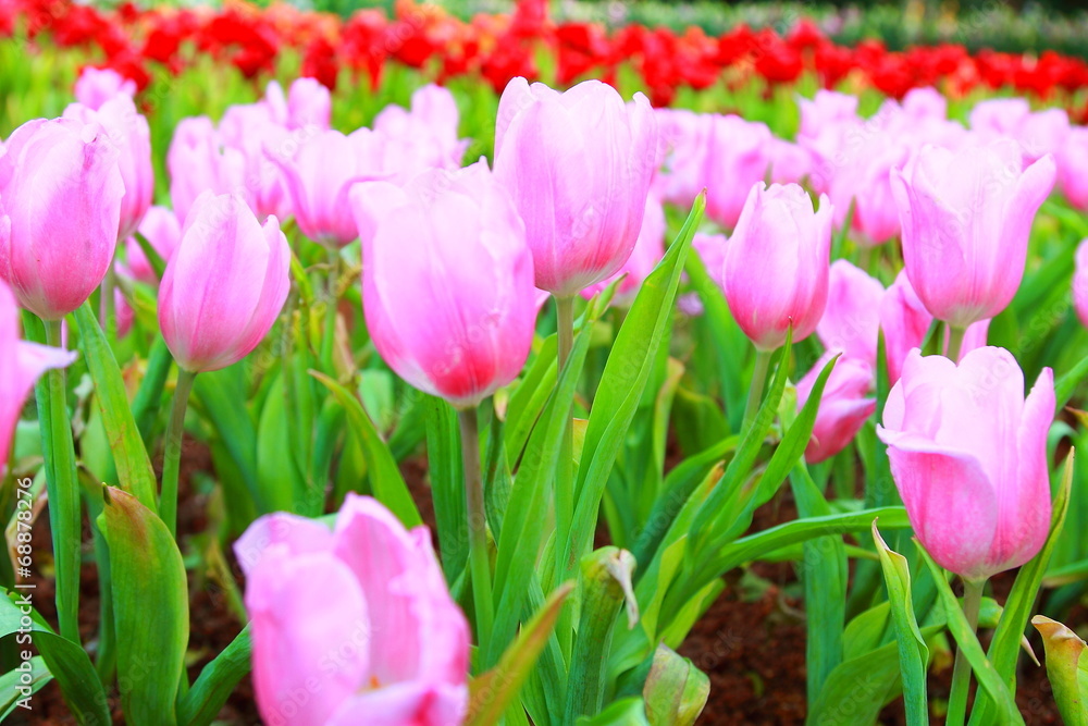 pink tulips in the garden