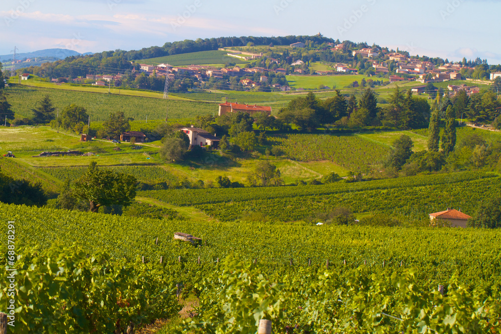 Obraz premium VIGNOLBLE BEAUJOLAIS