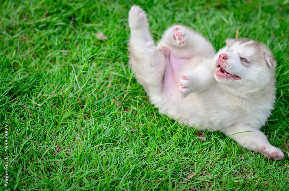 Cute puppy siberian husky on grass Cute puppy siberian husky on grass