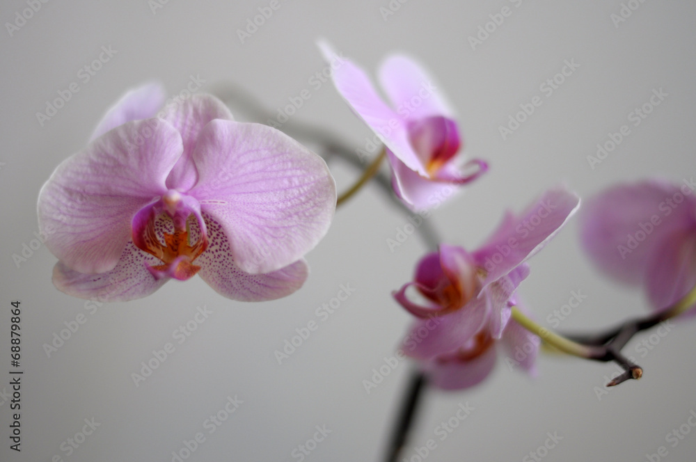 Obraz premium Orchid
