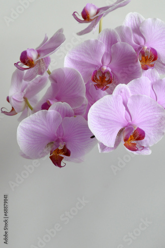 Orchid