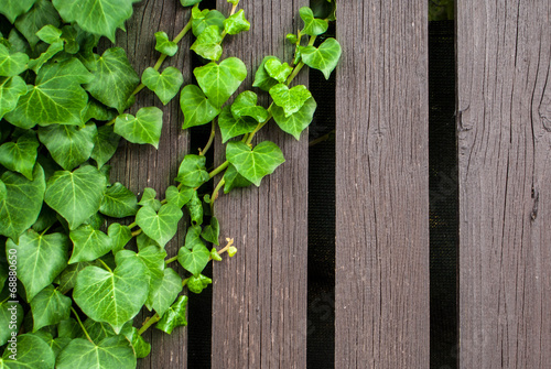 Green ivy and wood texture background